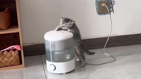 Kitten drinking water from the steam