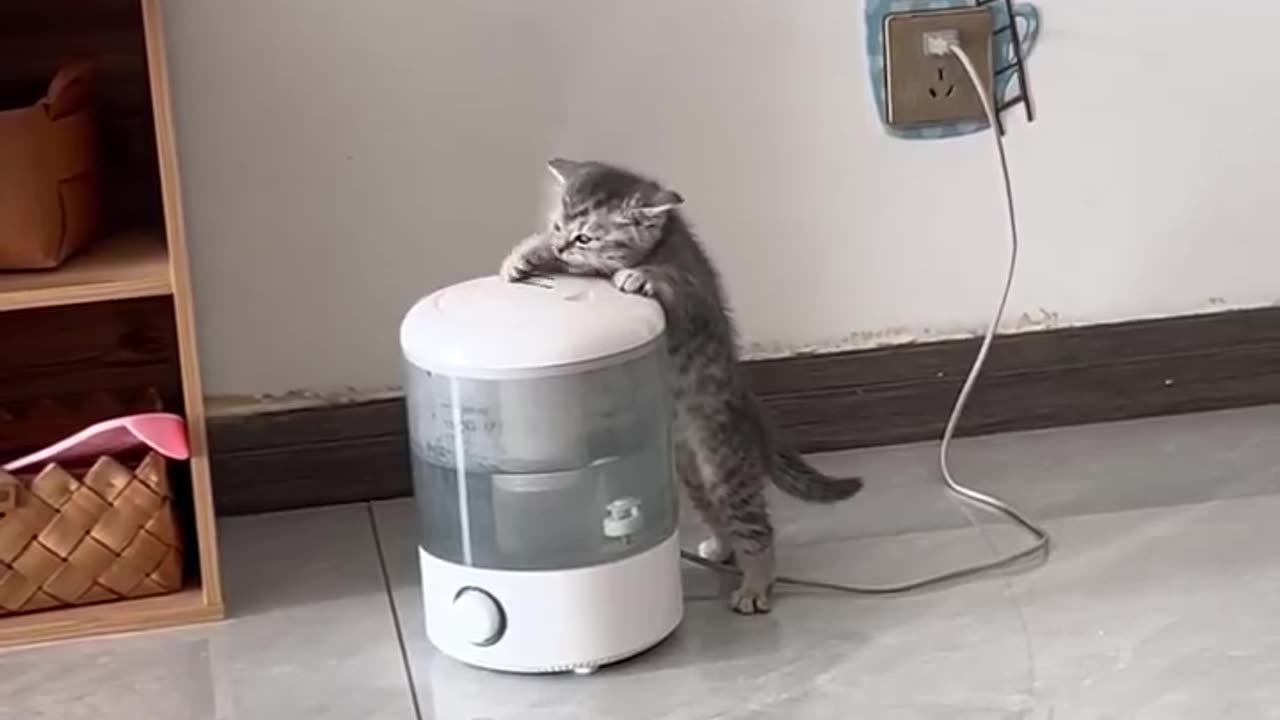 Kitten drinking water from the steam