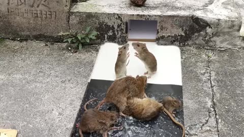 "🐭🖤 Oh No! Tiny Mouse Stuck on Black Paper – Adorable Rescue Moment! 😲🥺"