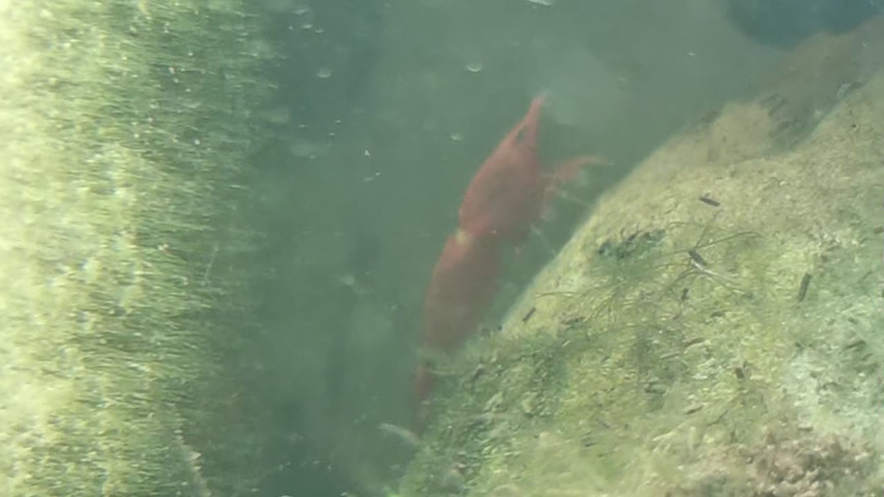 Cherry Shrimp EXPERTS Are Hiding This One Food Secret From You!