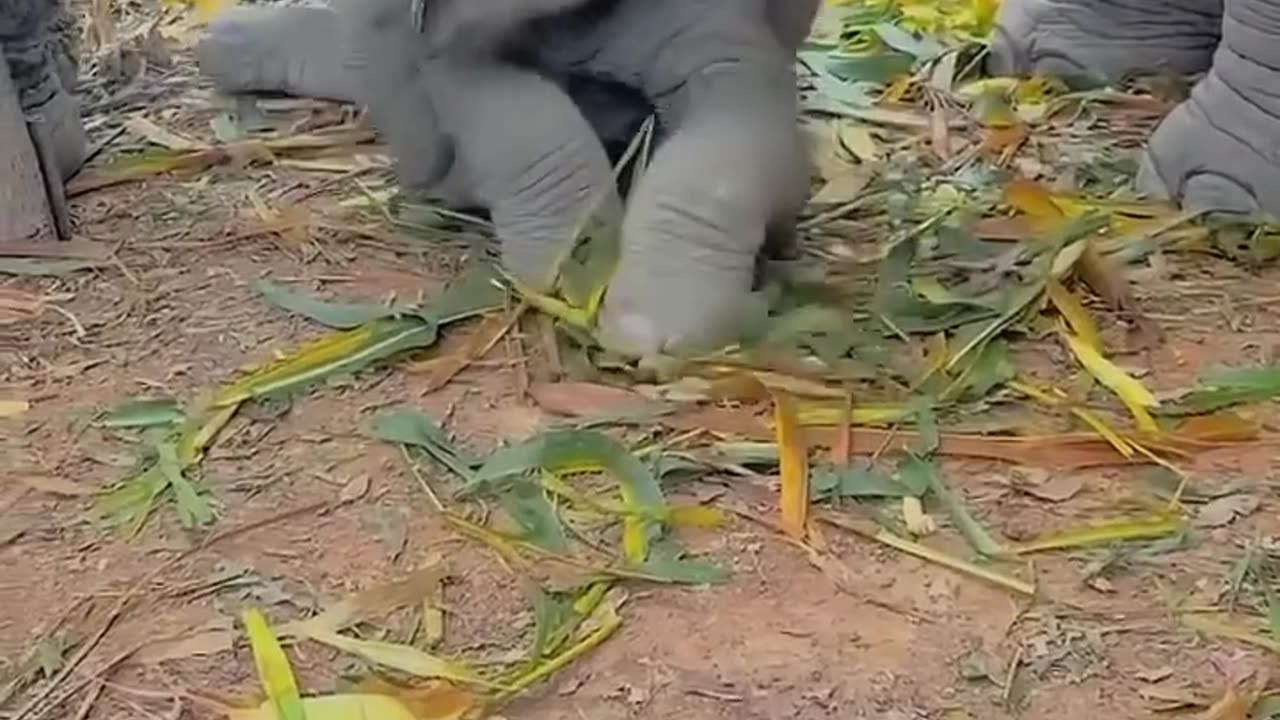 Elephant baby