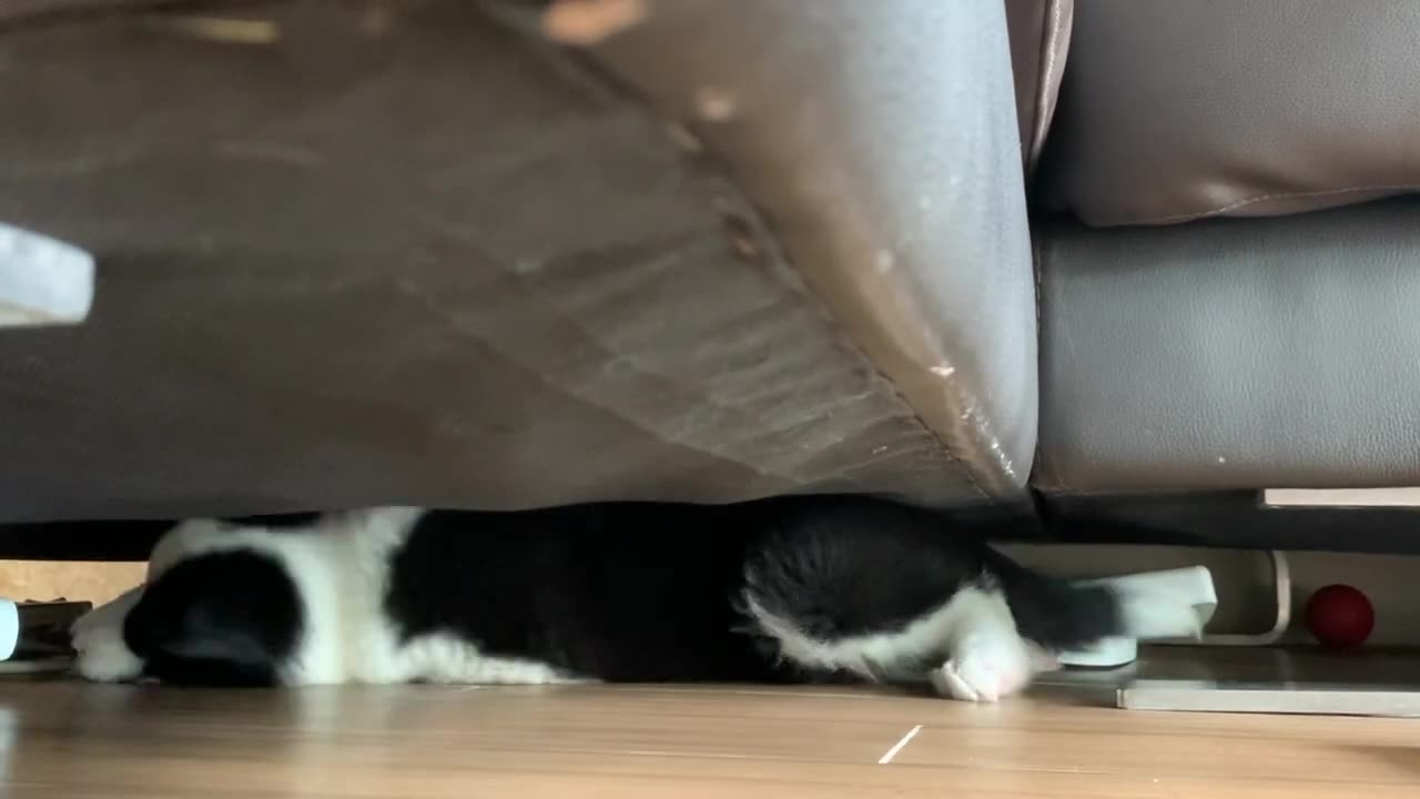 Border Collie Puppy Throws Tantrums Under the Sofa