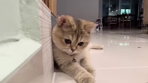 Cute kitten