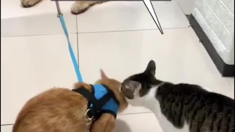 Funniest Animal Videos 😂 | Cute & Hilarious Pets Compilation!