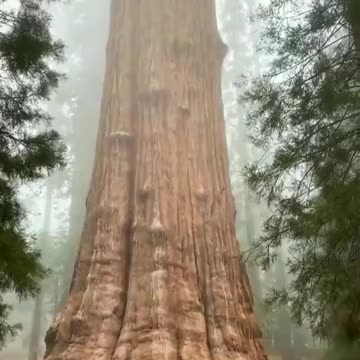 Sequoia tree timeline cleanse