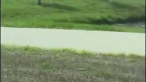 Cranes escorting an alligator back to the water