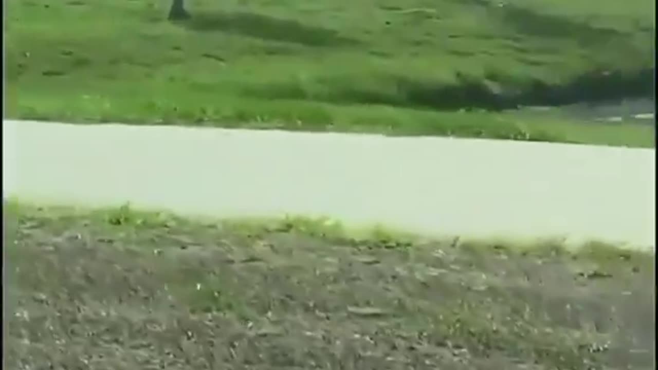 Cranes escorting an alligator back to the water