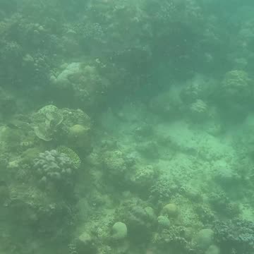 Morning Snorkeling Adventure: A Dive into Serenity