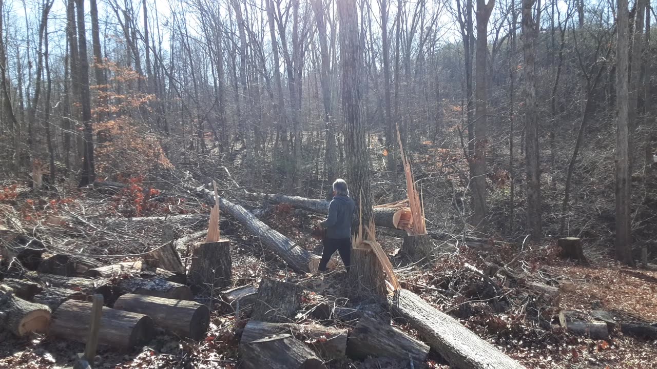 More Trees Down – The Progress Continues – Thanks Chris!