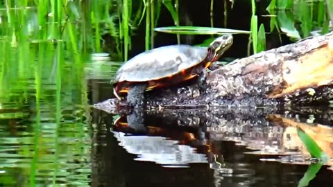 Painted Turtle