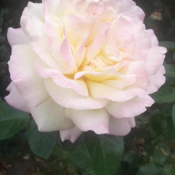 A gentle rose for you