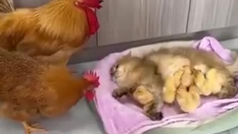 They want their babies back | funny video | crazy clips