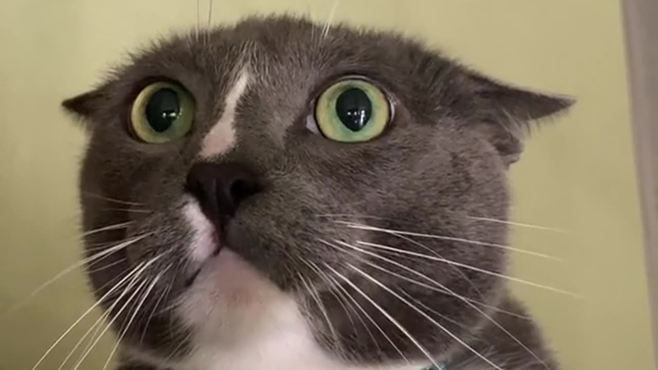 π π€#Enséñale a la π©π»βπ¦±#Chata π#Como π
#Te π#Hizo el πΈ#Gatito π«Άlos π¦£#Colmillos. - π§π»#Lu.π