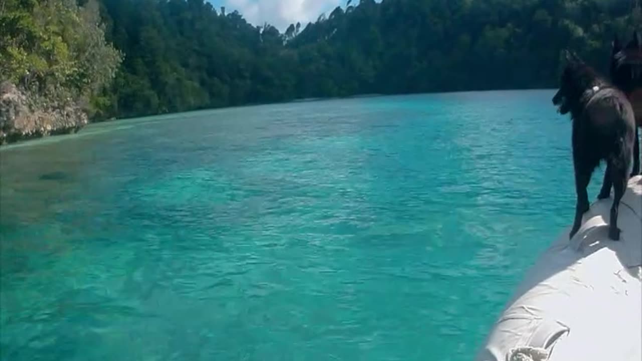 Sailing Schipperkes explore Turtle Cove in Indonesia