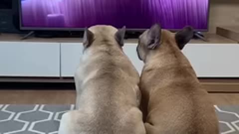 Dogs Heartbreaking Reactions to Saddest Movie Scene