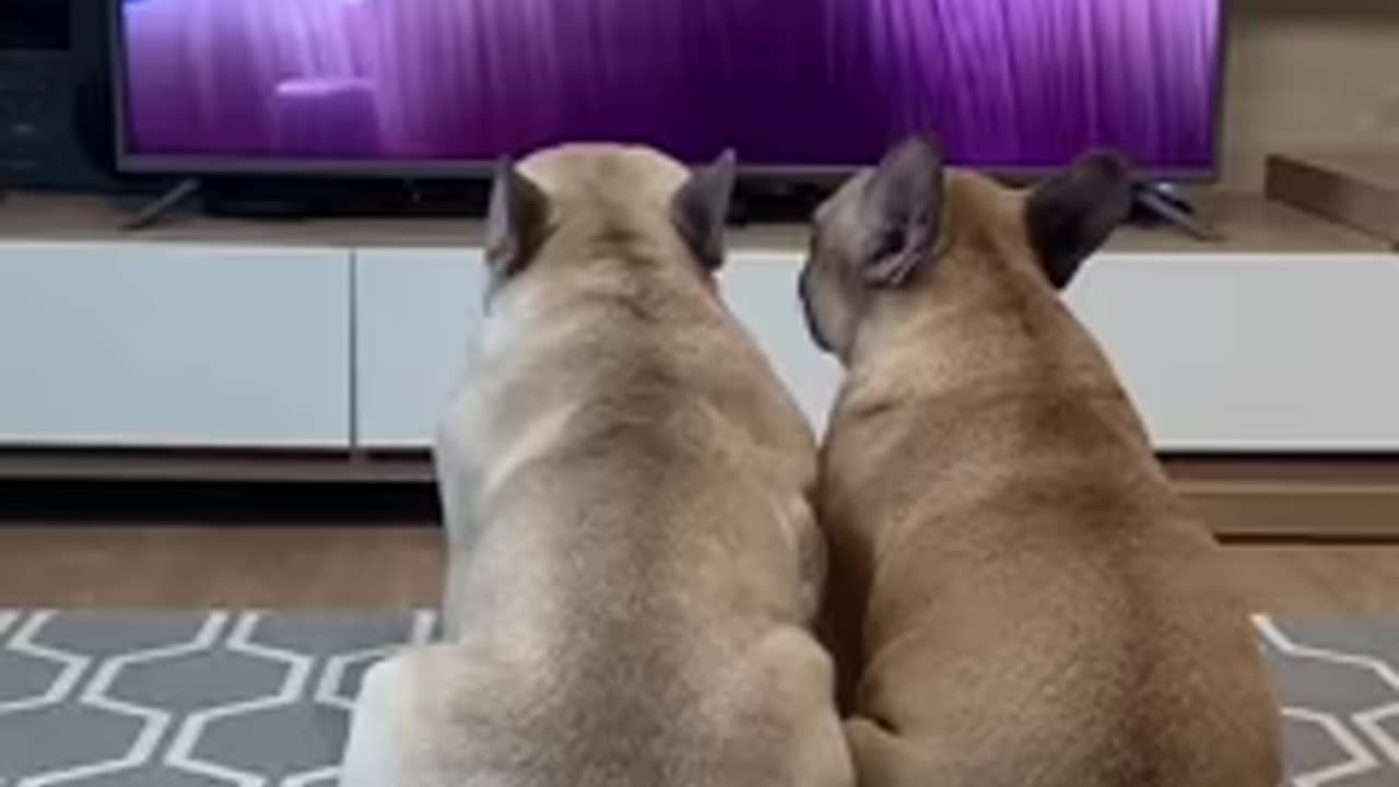 Dogs Heartbreaking Reactions to Saddest Movie Scene