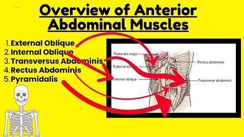 Muscles of the Anterior Abdominal Wall | Comprehensive Anatomy Guide