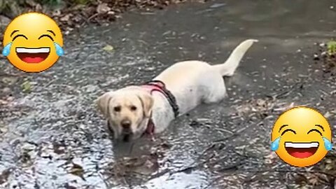 ¡Cuando un Perro Descubre el Barro y se Convierte en un Cerdito!