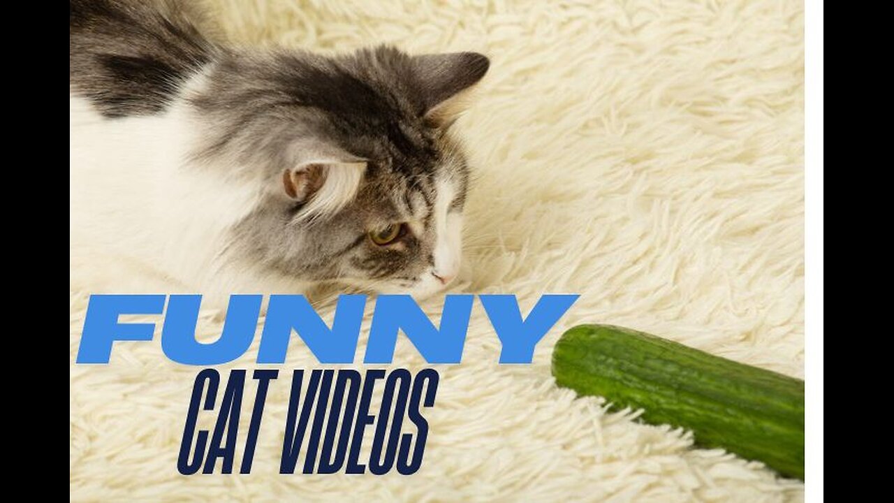 funny cat videos