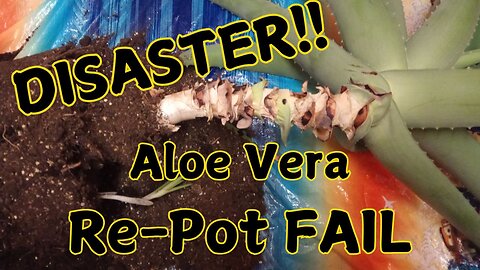 Repotting Aloe Vera: What Could Go Wrong? (Everything!)😱