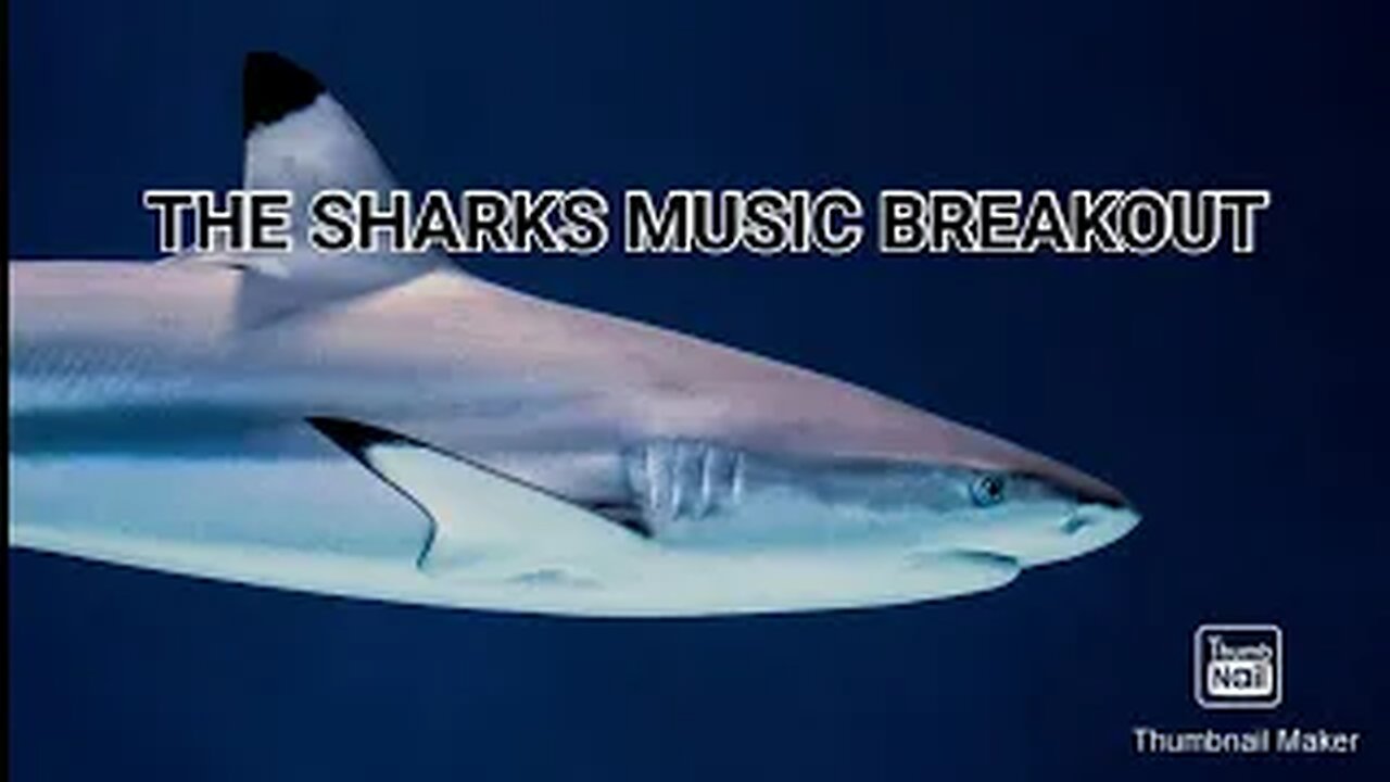 THE SHARKS. MUSIC BREAKOUT
