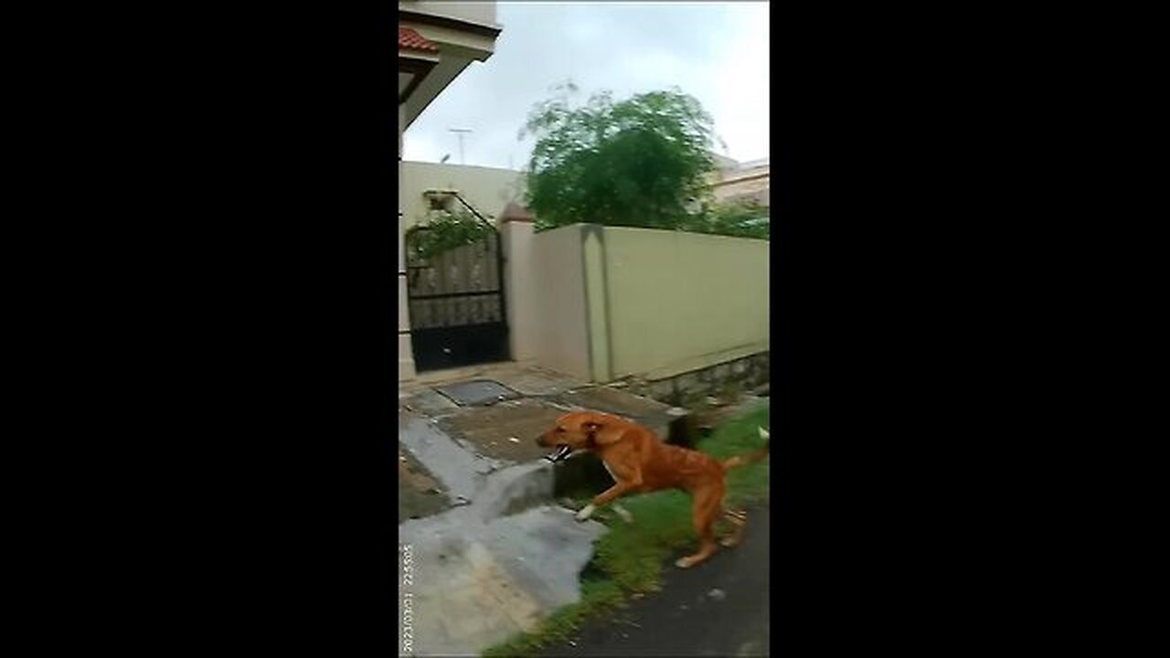 DOG catching fail(कुत्ते को पकड़ने में असफल) 😭😭😭 #shorts #trending #viralvideo