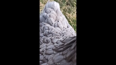 Close up of a chicken's feathers.