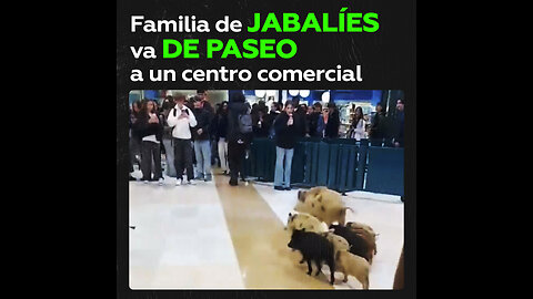 Jabalíes sorprenden a visitantes de un centro comercial en España