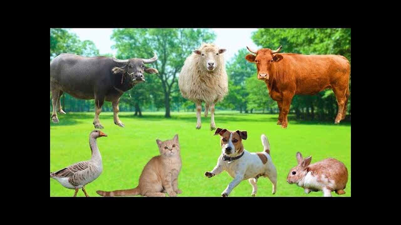 Farm Animal Food - Sheep, Cow, Chicken, Goats, Buffalo, Pigs, Ducks, Rabbits - Happy Animals