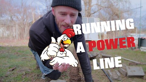 Chicken Shed DIY: Run power and improve your egg production