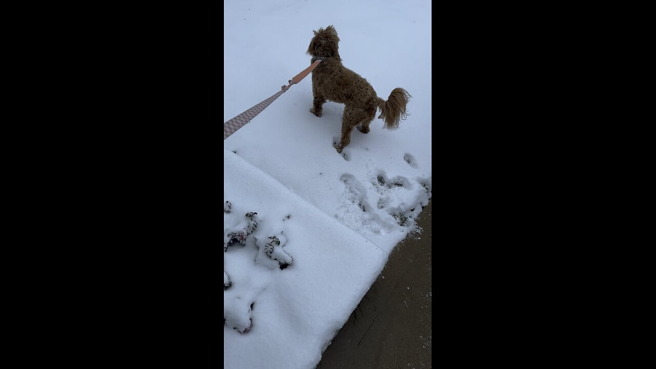 Snowfall in Houston Texas