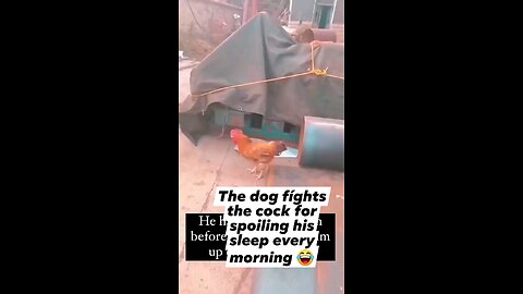 dog fighting cock for spoiling his sleep every morning