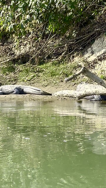 Sauraha boting many crocodiles 🐊🐊🐊