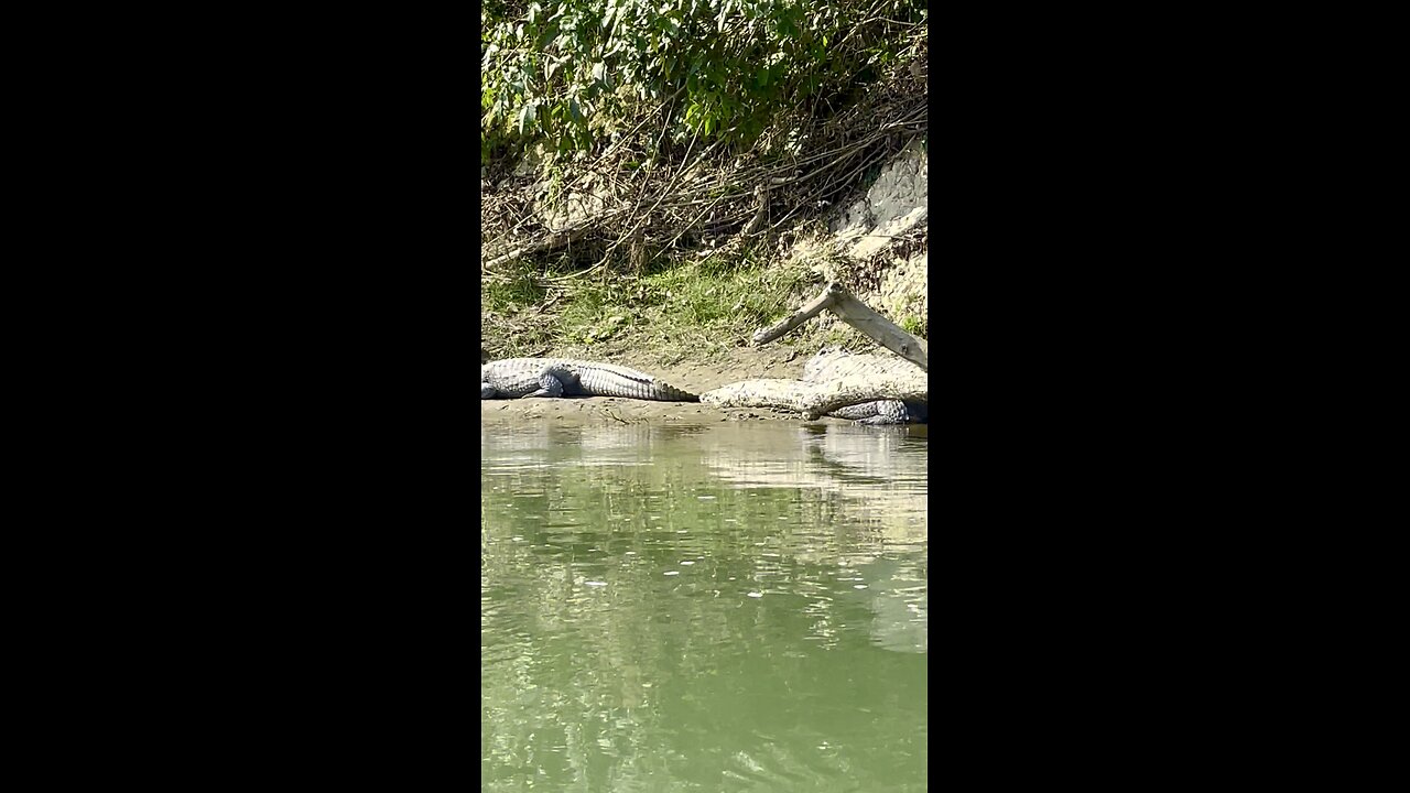 Sauraha boting many crocodiles 🐊🐊🐊