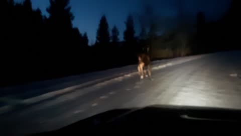 Had to pass a moose this morning