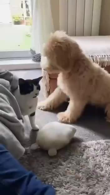 Dogs imitating the people they love 😍😊👍