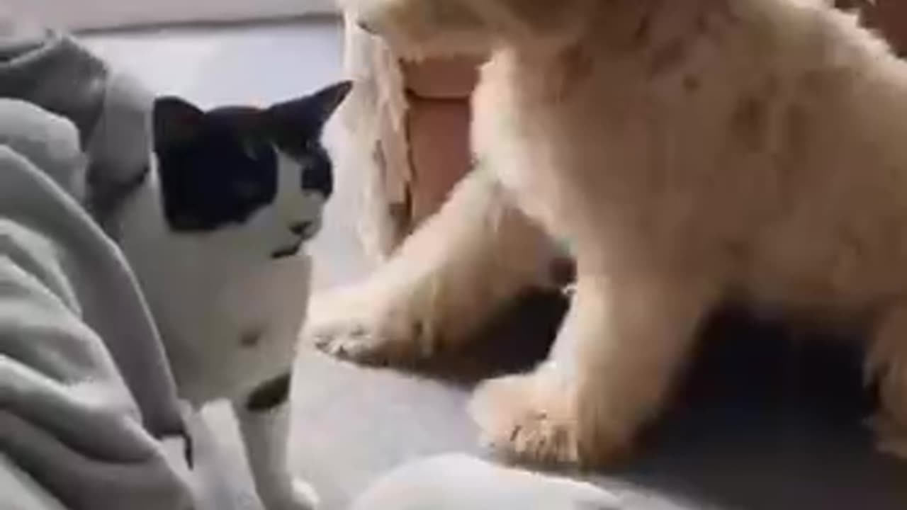Dogs imitating the people they love 😍😊👍