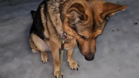 Virgil german shepherd.