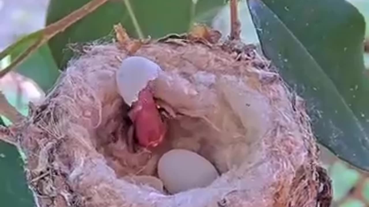 Mother feeding the newborn baby