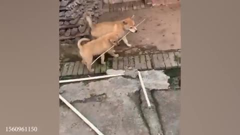 Silliest CATS on Earth 😂 Funny Cats Videos 2023