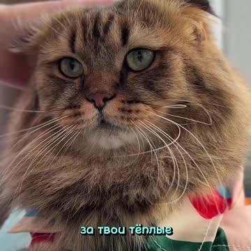 Подпишись и смотри продолжение # #коты #юмор #кот #милыеживотные #котик #питомцы #кошки