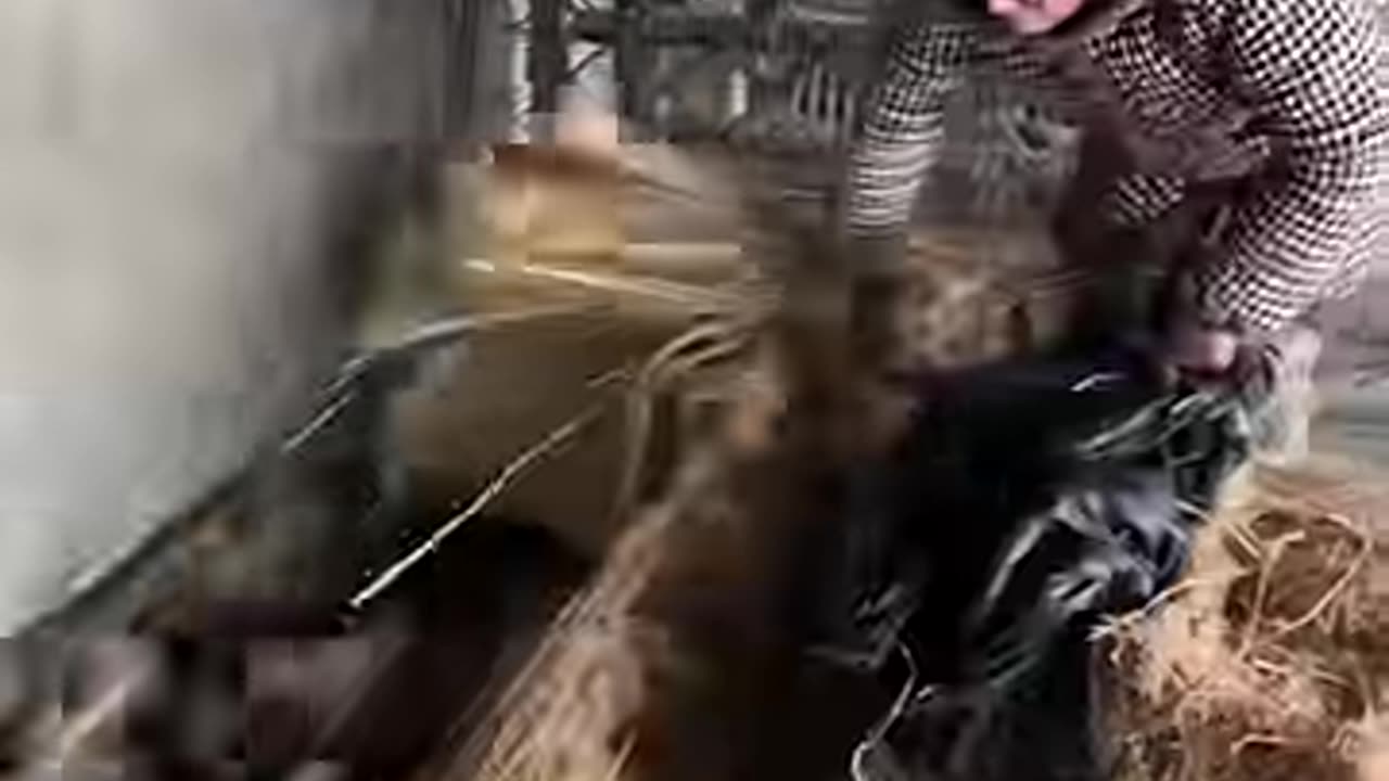 Artificially farmed squirrels