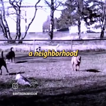 Man Nearly Loses Nose After Dog's Bacteria Infection