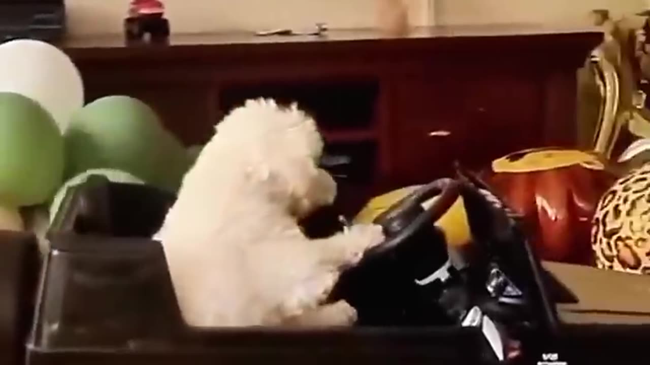 Funny animals