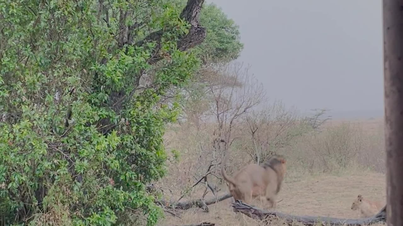 Black Necked Spitting Cobra Scares Off Lion Pride