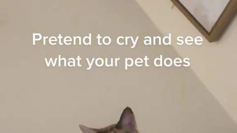 Fake cry to see your cat’s reaction😹😹