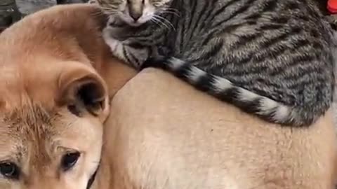 Most Fun Moments with Unthinkable Moves of Cats and Dogs”😂😂😂😂🐶🐱