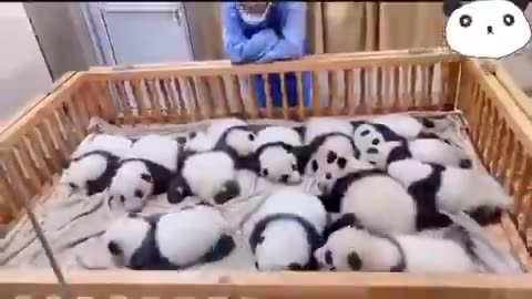 Panda nursery