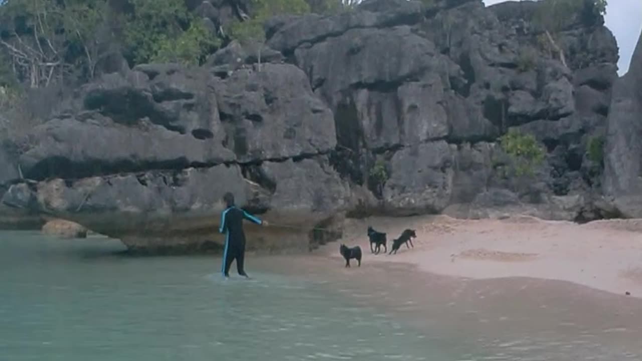 Sailing Schipperkes on a small beach in Indonesia