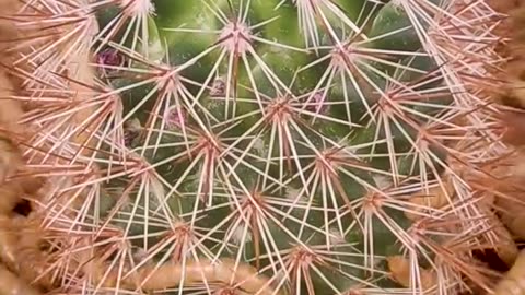 Mealworms vs. Cactus